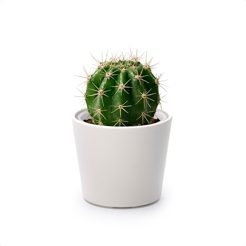 Phoenix Vine 3.5 Inch Oatmeal Plastic Cachepot with Clear Nursery Pot, Decorative Lightweight Planter Cover with Transparent Inner Pot for Indoor Houseplants, Pack of 1, 24-A-G-1 - color: Oatmeal, size: 3.5" (1 Pack)