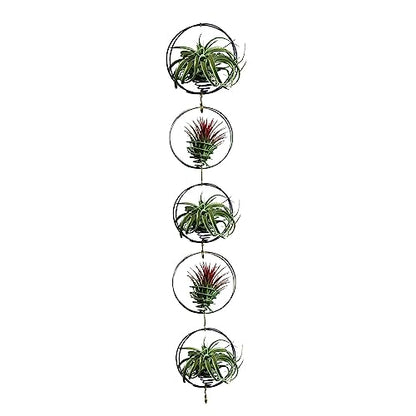 Air Plant Hanging Holder Planter - Plant Hanger Display Frame DIY Kit Aluminum Wire Indoors Outdoors Plants Not Included (Black) - color: Black