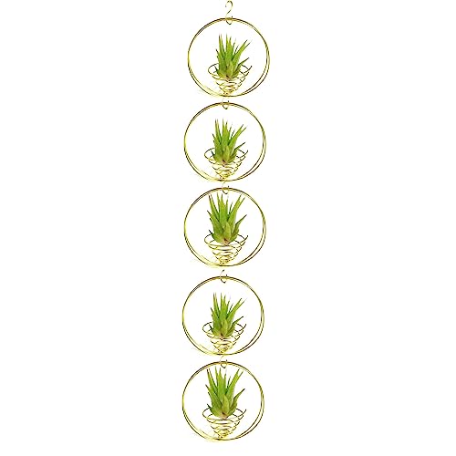 Air Plant Hanging Holder Planter - Plant Hanger Display Frame DIY Kit Aluminum Wire Indoors Outdoors Plants Not Included (Gloden) - color: Gloden