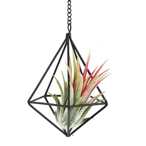 Clearance 6 Pack Hanging Metal Air Plant Holders with Chain, Black Geometric Tillandsia Air Plant Hanger Cages, 2 Styles Mini Iron Air Plants Live Holders for Home Office Garden Decor