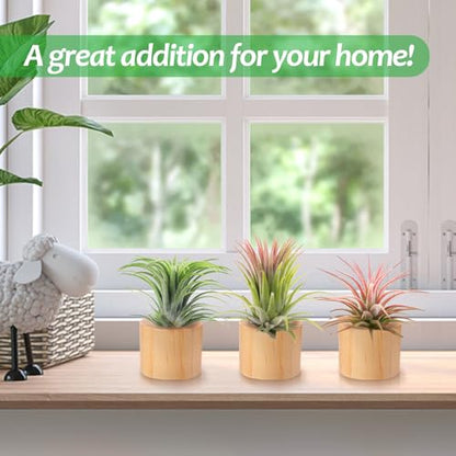 Bigmeta 3 Pcs Wood Air Plant Holder, 1.4" Rustic Style Airplant Display Stands for Women Gifts