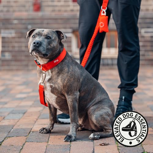 Dog Friendly Co. Bungee Dog Leash | Strain Free & Shock Resistant for Control | Neoprene Padded Handle, Heavy-Duty Carabiner Clip, and D-Ring | Classic Blue, Size Regular - color: Classic Blue, size: Regular