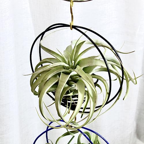Air Plant Hanging Holder Planter - Plant Hanger Display Frame DIY Kit Aluminum Wire Indoors Outdoors Plants Not Included (Purple) - color: Purple
