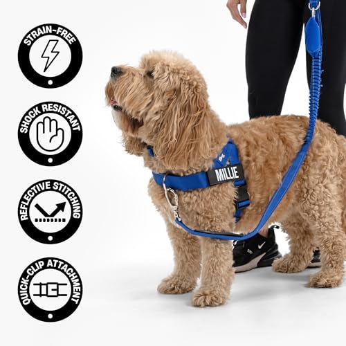 Dog Friendly Co. Bungee Dog Leash | Strain Free & Shock Resistant for Control | Neoprene Padded Handle, Heavy-Duty Carabiner Clip, and D-Ring | Neon Green, Size Regular - color: Neon Green, size: Regular