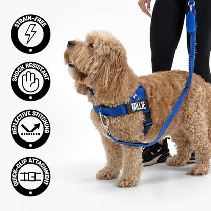Dog Friendly Co. Bungee Dog Leash | Strain Free & Shock Resistant for Control | Neoprene Padded Handle, Heavy-Duty Carabiner Clip, and D-Ring | Burgundy, Size Regular - color: Burgundy, size: Regular