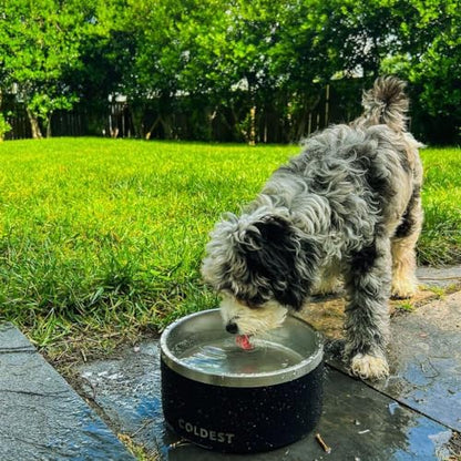 Coldest Dog Bowl - Anti Rust Metal, Non Slip, 3 Layers Insulated Stainless Steel Dog Bowls - Spill Proof & Heavy Duty - Water Bowl for Dogs, Cats, Dish Washer Safe (21 oz, Polished Stainless Steel) - color: Polished Stainless Steel, size: 21 oz