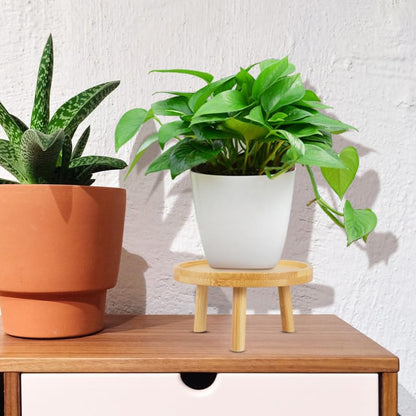 DOITOOL 5 Inch Small Indoor Plant Stand for Flower Pots Round Wooden Plant Stool Pedestal Succulent Holder Display Riser for Tabletops Living Rooms Bonsai and Home Decor